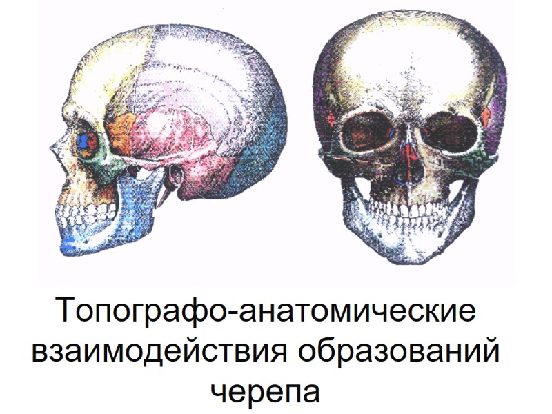 Топографо-анатомические взаимодействия образований черепа